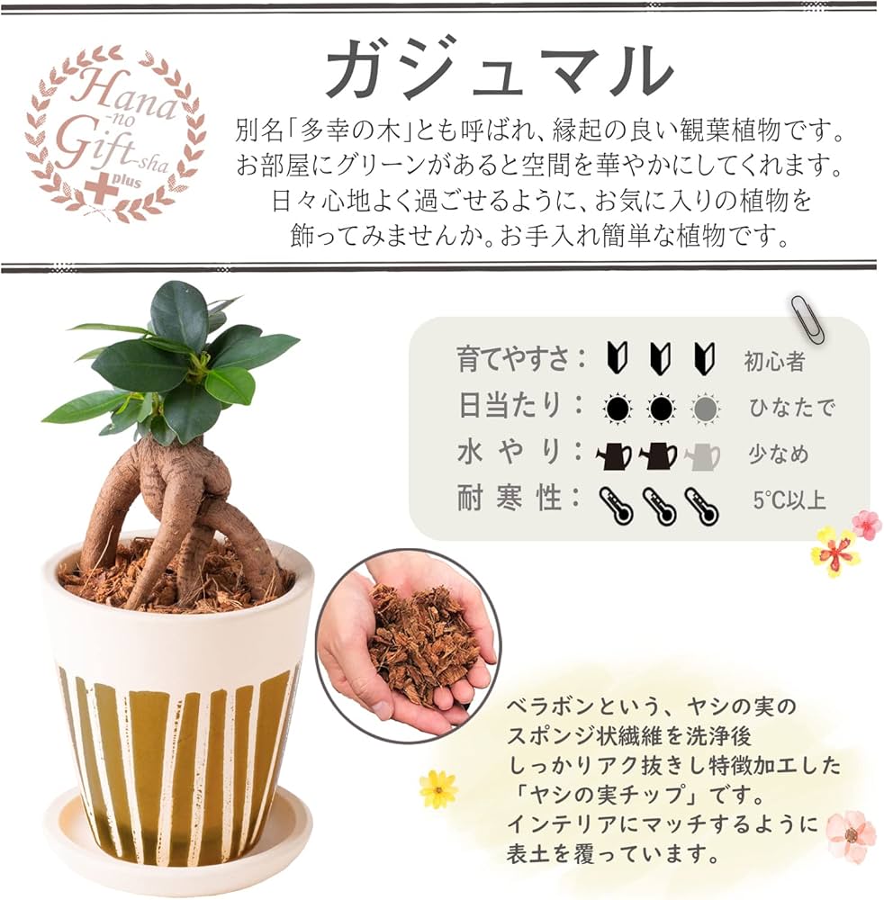 Amazon｜花のギフト社 ガジュマル がじゅまる ガジュマルの木 観葉植物